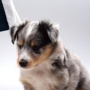 FYODOR Amoredogs 