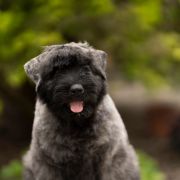 Розплідник