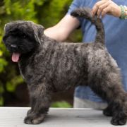 Розплідник