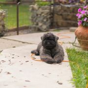 Розплідник