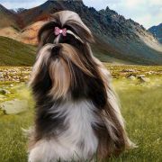 GABI Perla del Amor FCI