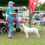 Gaja Rossa-Bull J.Ch.Pl, Ch.PL,Ch.RS