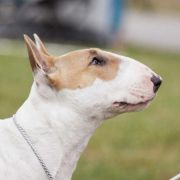 Gaja Rossa-Bull J.Ch.Pl, Ch.PL,Ch.RS