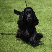 GAME OF THRONES MEERA Renmils Dream 3