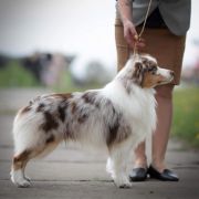 GCh Ch JChPL Zw. Klubu 22, Zw.PL 21 Moonbaby's DREAMS COME TRUE CHARLI