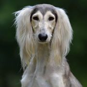 Ghuroob Ghazi Tall Afar