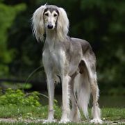 Ghuroob Ghazi Tall Afar