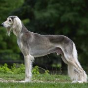 Ghuroob Ghazi Tall Afar