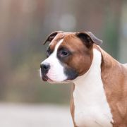 GIOVANNI Guardian of Forest