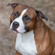 GIOVANNI Guardian of Forest