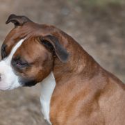 GIOVANNI Guardian of Forest