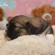 KHANDO The Tibetan Pride (FCI)