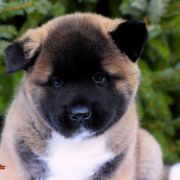 GIRL POWER GABRIELLA