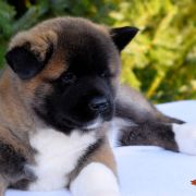 GIRL POWER GABRIELLA