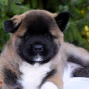 GIRL POWER GABRIELLA