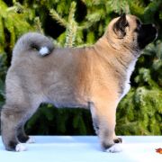 GIRL POWER GRYZZELDA