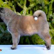 GIRL POWER GRYZZELDA