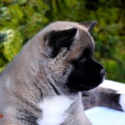 GIRL POWER GRYZZELDA