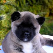 GIRL POWER GRYZZELDA