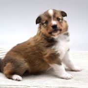GIUSEPPE Amoredogs