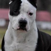 GO-GO NARCOTIC Bullbandit