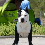 GO-GO NARCOTIC Bullbandit