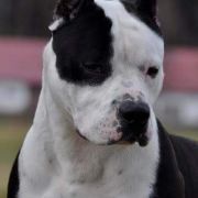 GO-GO NARCOTIC Bullbandit