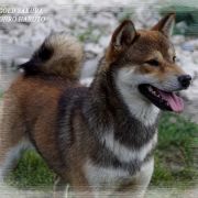 GOLD SAKURA DJIRO HARUTO