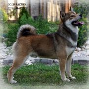 GOLD SAKURA DJIRO HARUTO 2