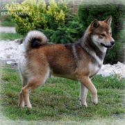 GOLD SAKURA DJIRO HARUTO 3