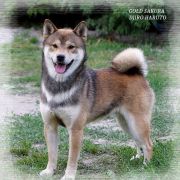 GOLD SAKURA DJIRO HARUTO 4