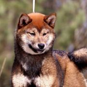 GOLD SAKURA JITSUKO 2