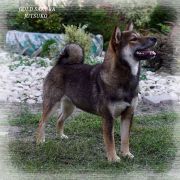 GOLD SAKURA JITSUKO 3