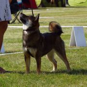 GOLD SAKURA JITSUKO 4