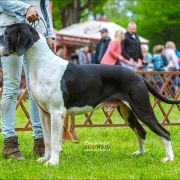  Goldi Kraund KING STONE 