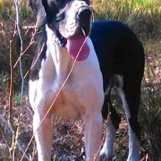  Goldi Kraund KING STONE 3