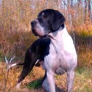  Goldi Kraund KING STONE 4