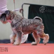 GOLDIRIS BETTER AND BETTER 