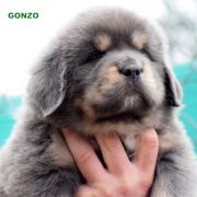 GONZO Airawata