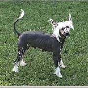 GONZO z Kolekcji Szuwarka