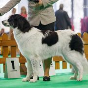 Gorgana Malowana Izba