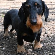 GRAND z Łobuzerskiej Ferajny