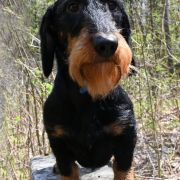 GRAND z Łobuzerskiej Ferajny