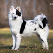 GRAVIA Diament Jakucji