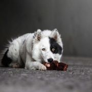 GRAVIA Diament Jakucji 2