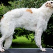 GREAT GALAXIA Impuls i Splendor