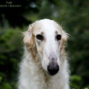 GREAT GALAXIA Impuls i Splendor 2