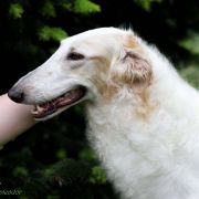 GREAT GALAXIA Impuls i Splendor 3