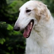 GREAT GALAXIA Impuls i Splendor 4