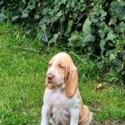 What Ever You Want ATALANTA